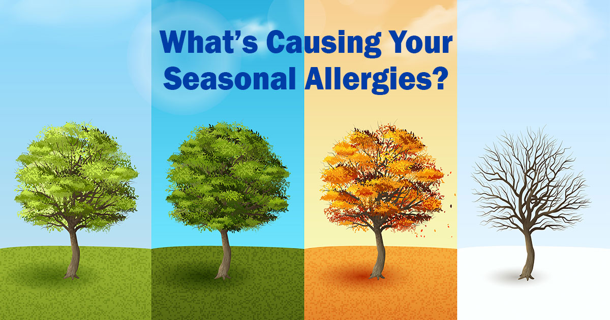 Seasonal Or Environmental Allergies Allergychoices